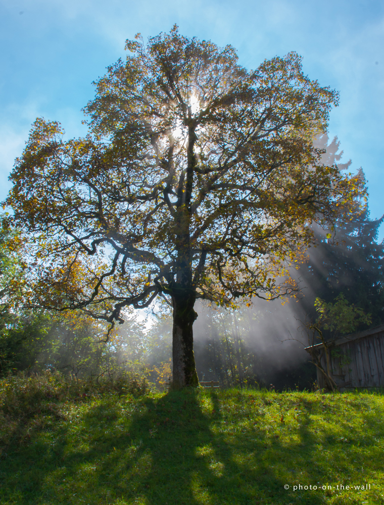 potw-marcebert-Suntree