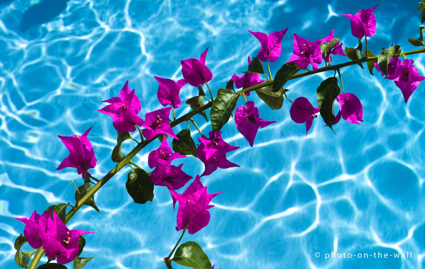 potw-marcebert-bourgainvillea