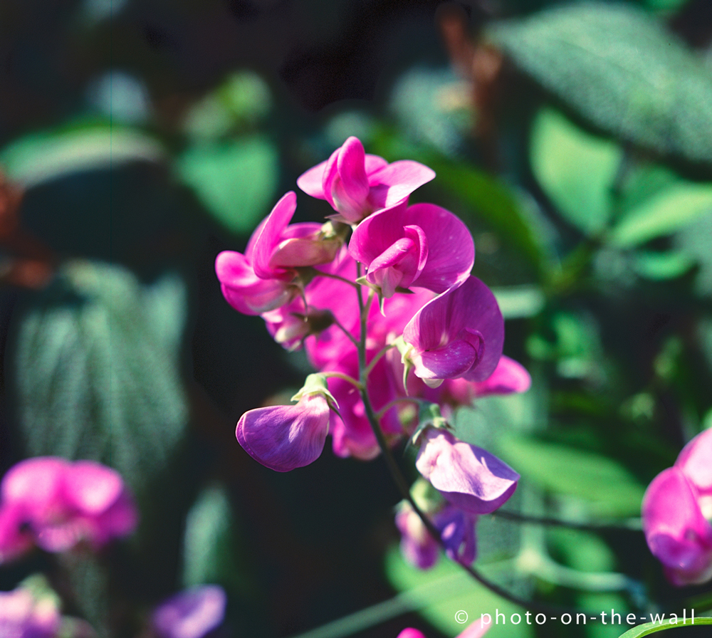 potw-marcebert-gardenflower1