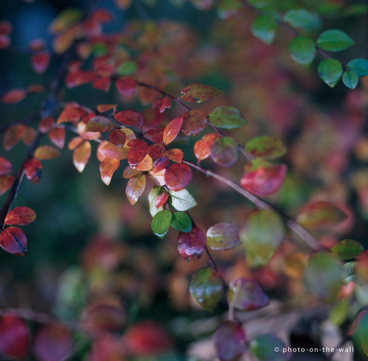 potw-marcebert-fallleaf1