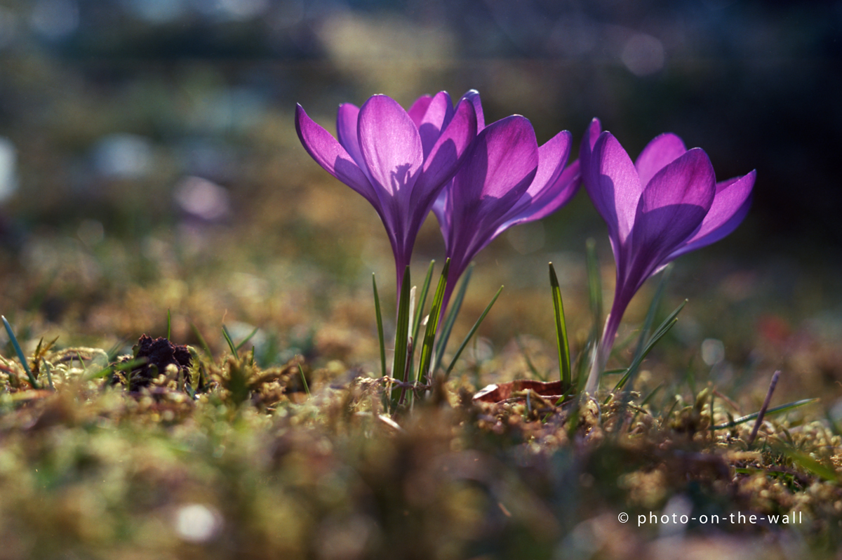 potw-marcebert-krokus