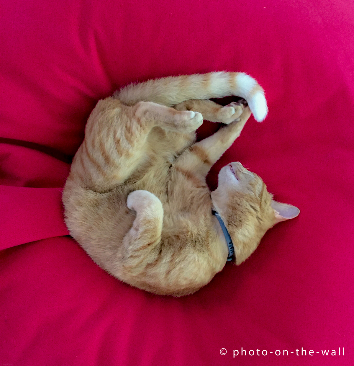 potw-marcebert-leoroll