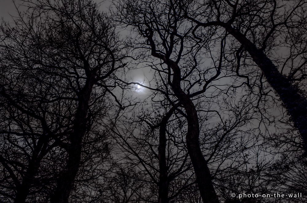 potw-marcebert-nighttrees