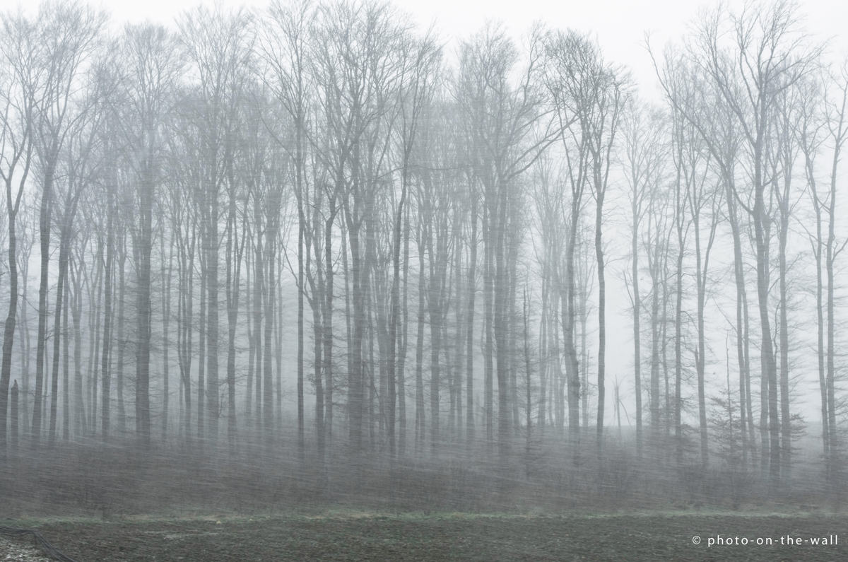 potw-marcebert-schneewaeldchen