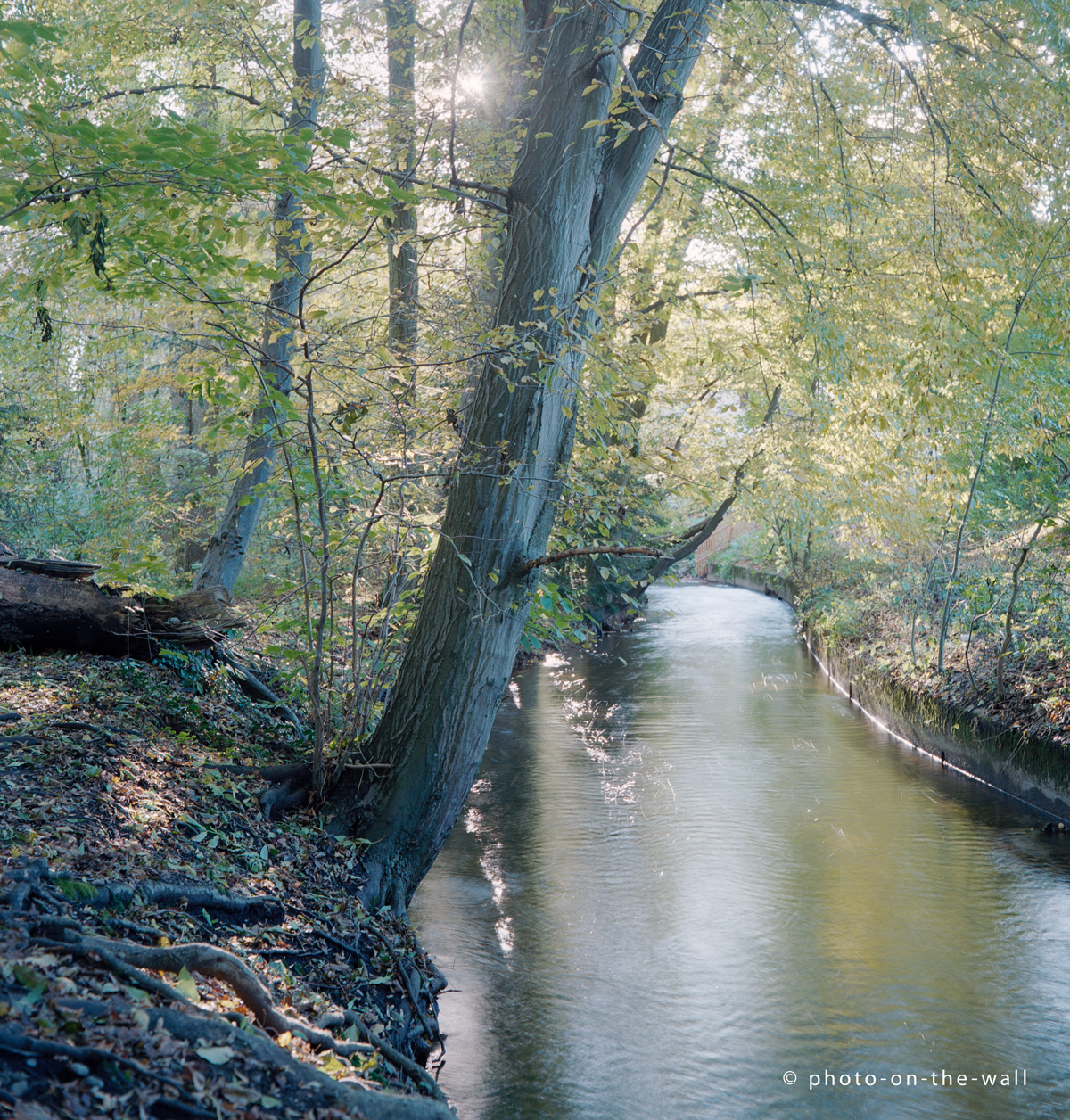 potw-marcebert-summerwuerm